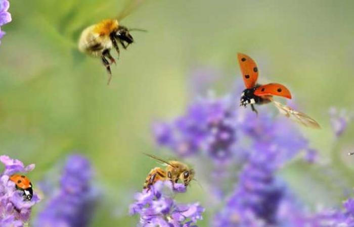 Declino degli insetti: urgente migliorare la qualità dei dati in ecologia