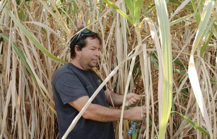 nella Riunione, gli agricoltori abbandonano la canna da zucchero