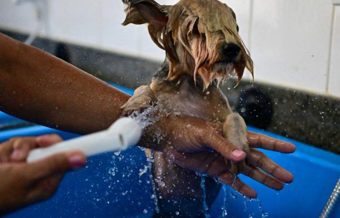 Alle terme la “vita da cani” assume un altro significato