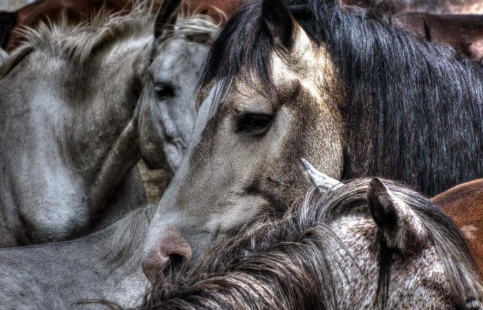 un cavallo ucciso con sette coltellate, il suo cavaliere rimase privo di sensi