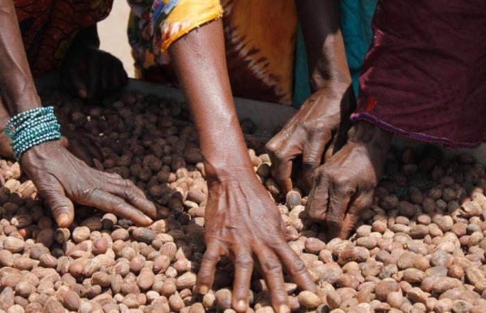 Senza Mali e Burkina Faso il prezzo dei semi di karitè esploderebbe