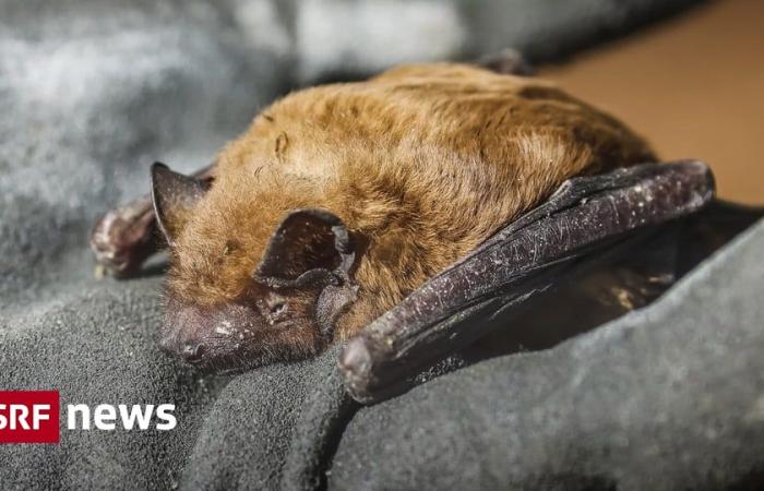 Canton Glarona – Rabbia rilevata nei pipistrelli – Attualità