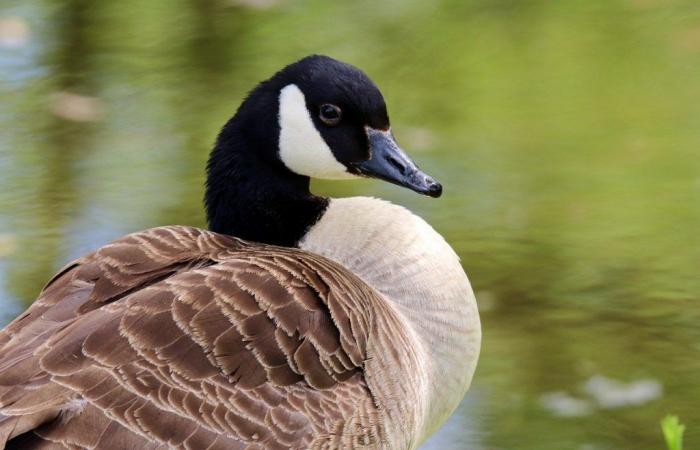 In Canada, dal 1970, il 31% delle popolazioni di uccelli sono aumentate