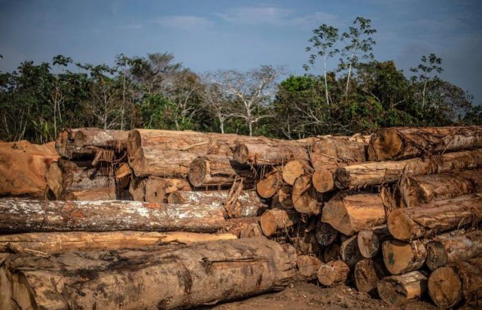 Brasile: il disboscamento illegale è in aumento in Amazzonia