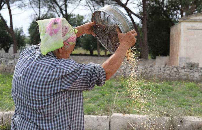 “Legumi in Festa” a Nardò il 26 e 27 ottobre