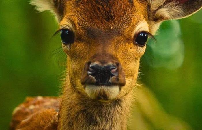 Bambi, la storia di una vita nel bosco