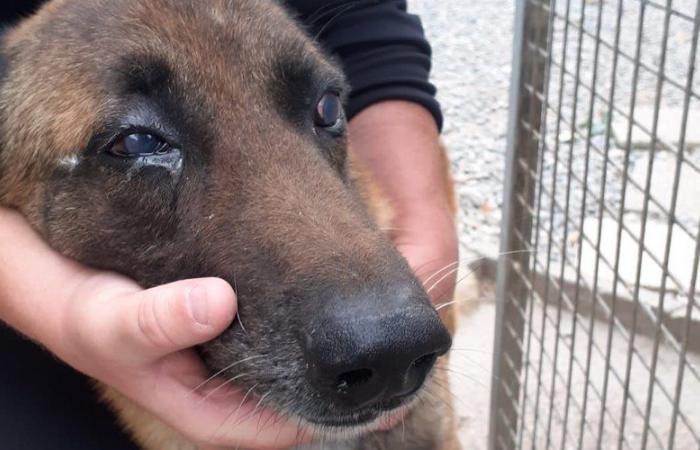 Maltrattamenti sugli animali all’APTA-SPA di Tolosa: il veterinario e il dipendente principale si sono rivolti alla giustizia