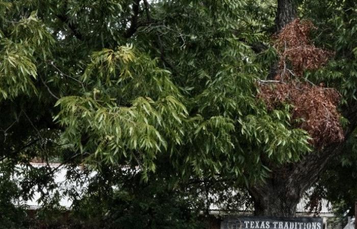 L’arte dimenticata degli stivali da cowboy sopravvive in Texas