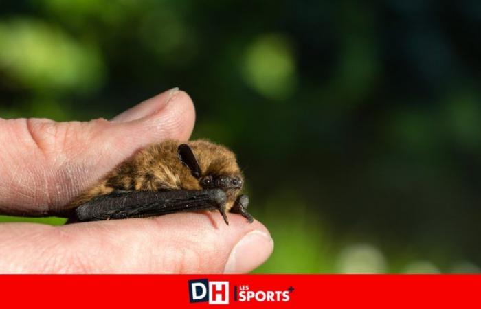 Scoperta di una specie rara di pipistrello a Wortel-Kolonie