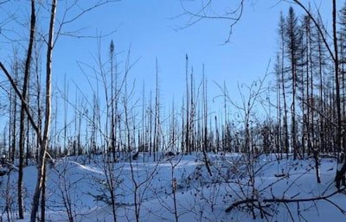 L’incendio del Chapais sarebbe costato al Quebec almeno 4 milioni di dollari