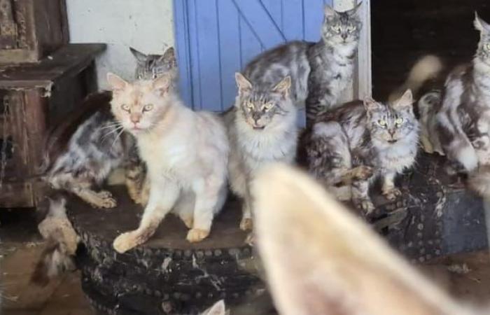 un’associazione scopre una ventina di gatti in una “casa dell’orrore”