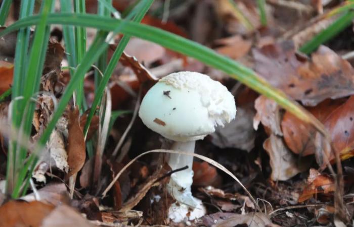 In Svizzera 35 grammi di Amanita phalloides possono ucciderti