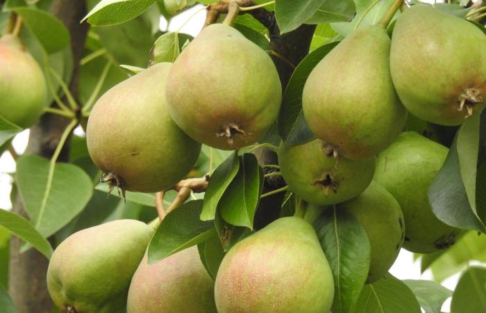 Questa composta piccante di pere è lo spuntino autunnale che stavi aspettando – Masculin.com