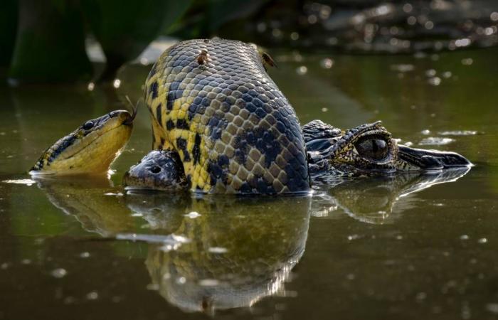 Scopri alcune delle foto vincitrici dell’edizione 2024 di Wildlife Photographer of the Year