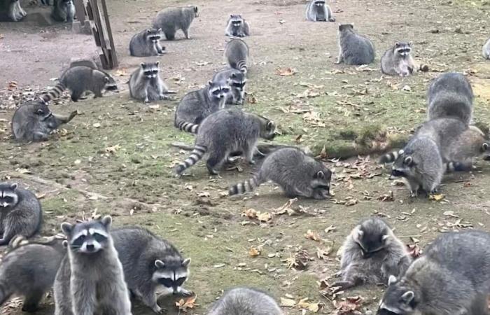 Invasa da un centinaio di procioni, chiama aiuto la polizia