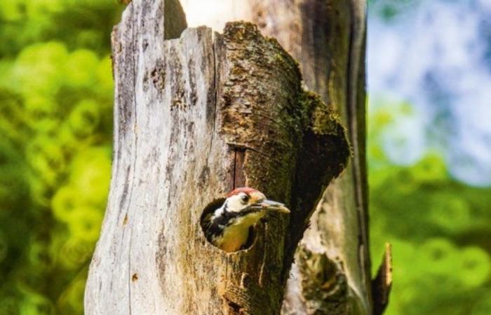 Il picchio dorsobianco si rivela un buon protettore degli scarabei