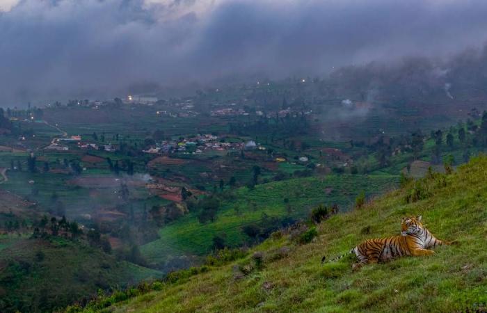 Scopri alcune delle foto vincitrici dell’edizione 2024 di Wildlife Photographer of the Year