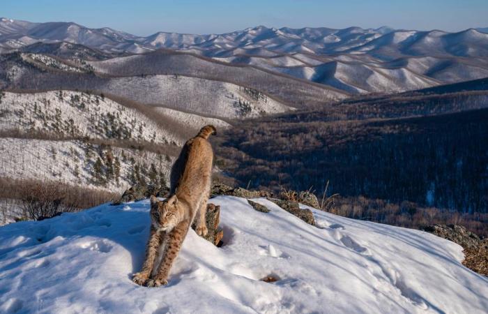 Scopri alcune delle foto vincitrici dell’edizione 2024 di Wildlife Photographer of the Year