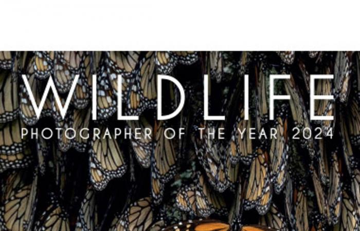 Scopri alcune delle foto vincitrici dell’edizione 2024 di Wildlife Photographer of the Year