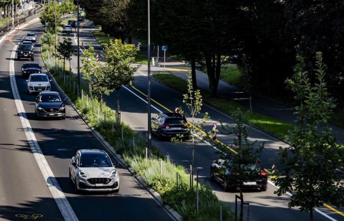 Losanna pianterà quest’anno 1.400 alberi in più