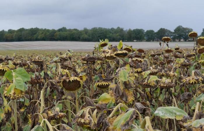 Cereali e semi oleosi biologici: i prezzi seguono un trend al rialzo in un mercato indeciso