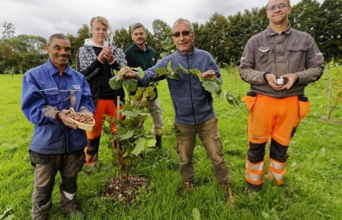 Senna Marittima: vicino a Rouen, presto i dolci Esat saranno prodotti con nocciole, miele e frutta locale