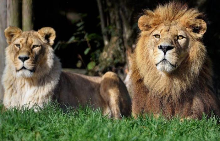 La leonessa più anziana del paese è stata soppressa insieme al suo compagno di sempre