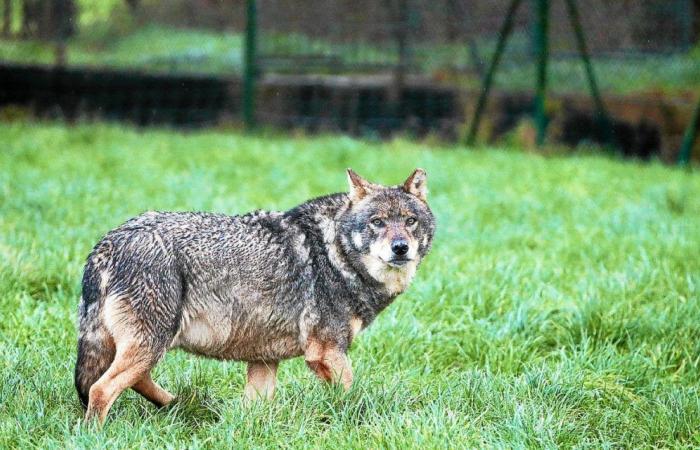 Attacchi di lupi nel Finistère: allevatori soddisfatti dopo un incontro con il prefetto