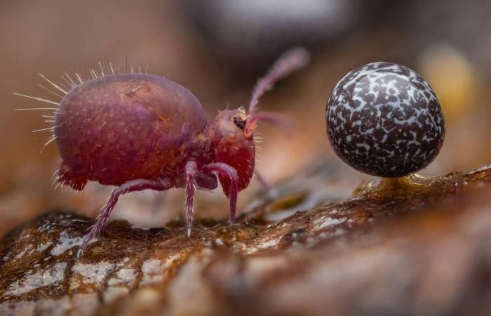 Scopri alcune delle foto vincitrici dell’edizione 2024 di Wildlife Photographer of the Year