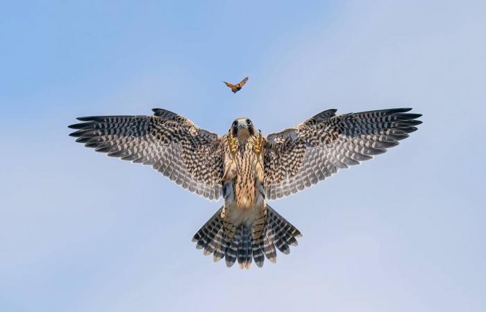 Scopri alcune delle foto vincitrici dell’edizione 2024 di Wildlife Photographer of the Year