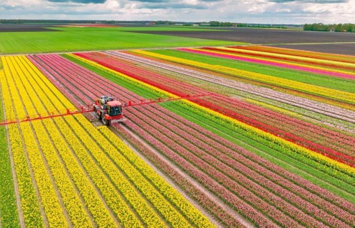 Morta la figlia: i genitori denunciano lo scandalo dell’esposizione ai pesticidi nei fiori