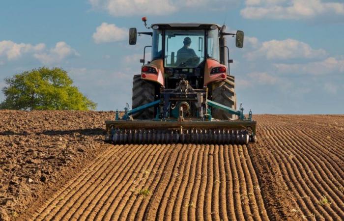 Al ribasso le stime del raccolto globale di cereali