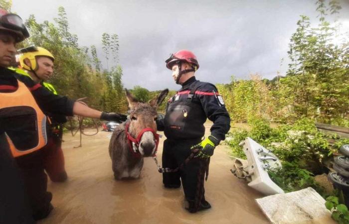 Funerali di Michel Blanc, inondazioni, aumento del settore immobiliare… la notizia a mezzogiorno in Île-de-France