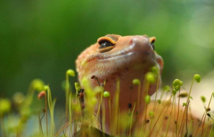 Un sesto senso è stato appena scoperto in un animale