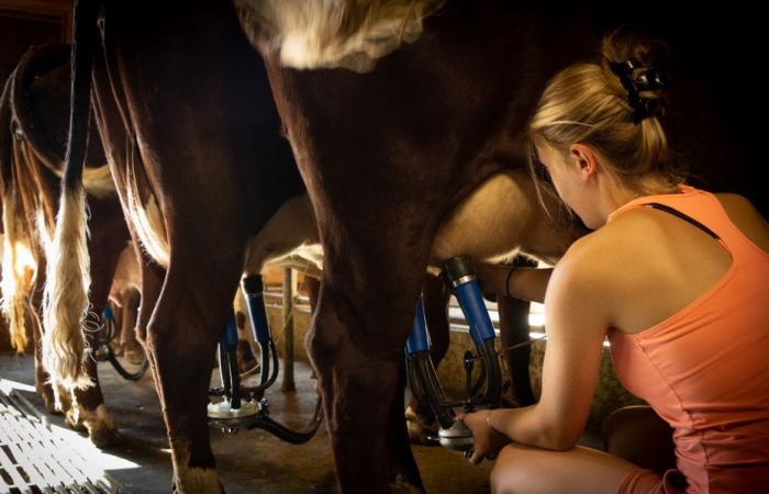 “Stimiamo di poter acquisire più di 50 aziende agricole”, lascia intendere Lactalis, una cinquantina di produttori lattiero-caseari in procinto di trovare una soluzione