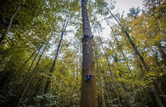 Lo stato delle foreste in Francia si sta deteriorando a causa del riscaldamento globale