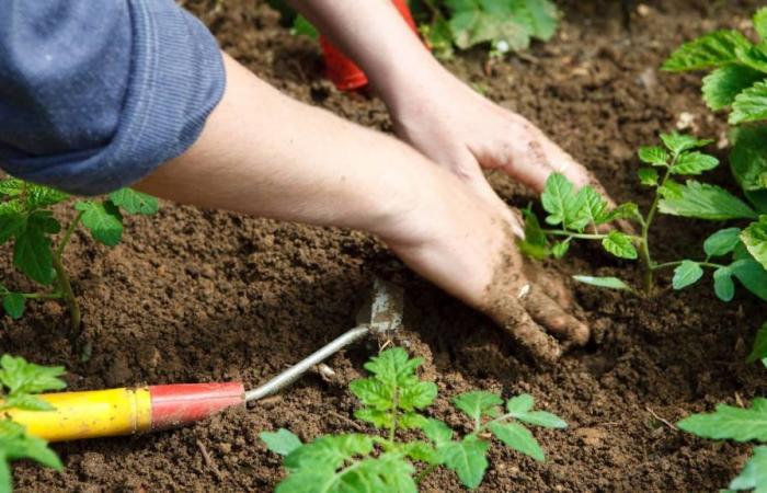 È tempo di preparare la tua terra per l’inverno: ecco cosa dovresti fare per il tuo prato, il tuo orto e le tue piante