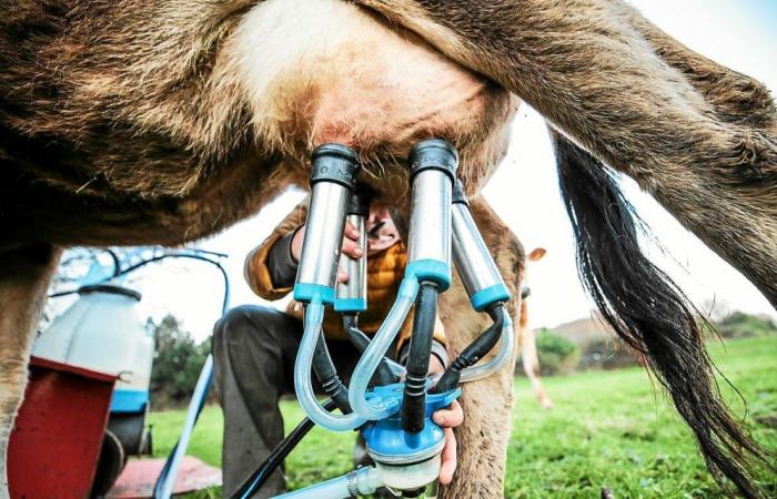 Un primo caseificio pronto a rilevare gli allevatori lasciati da Lactalis