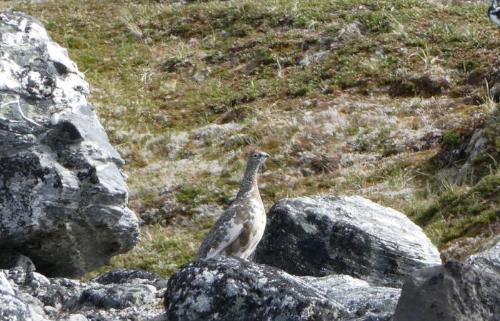 Crociera a Terranova e Labrador | Montagne e orsi