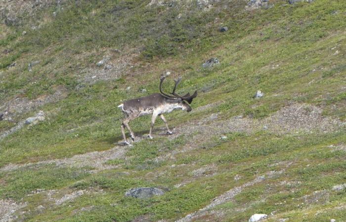 Crociera a Terranova e Labrador | Montagne e orsi