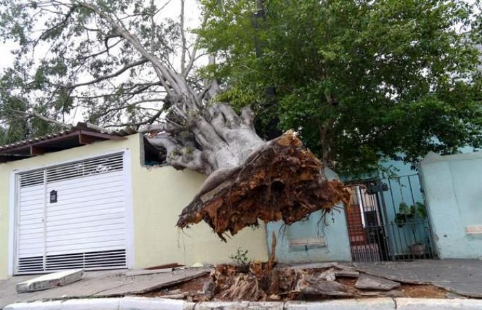 In Brasile, le forti piogge uccidono almeno otto persone