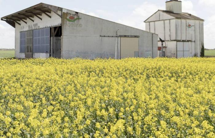 pesticidi in quantità allarmanti nei corpi dei bambini vicino a La Rochelle – Libération