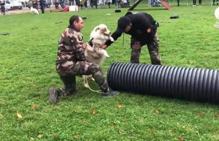 VIDEO. Cagnolini che celebrano la Giornata dei cani a Falaise