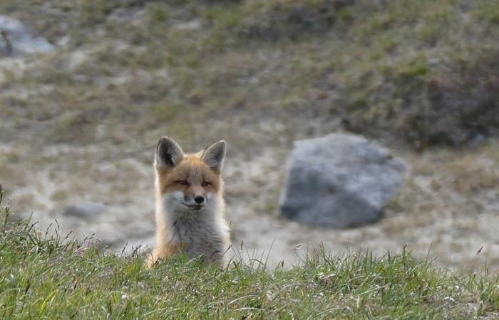 Crociera a Terranova e Labrador | Montagne e orsi