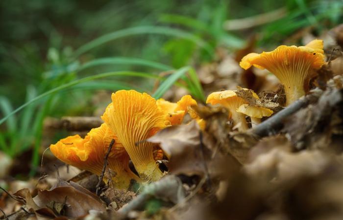 Alta Savoia: come raccogliere i funghi nel bosco?