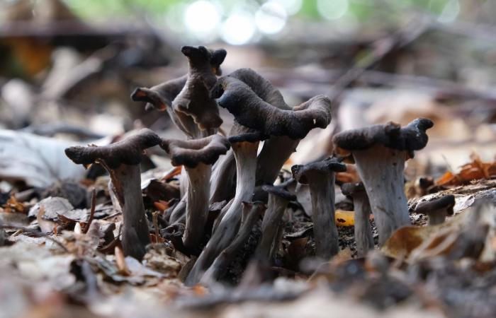 Alta Savoia: come raccogliere i funghi nel bosco?