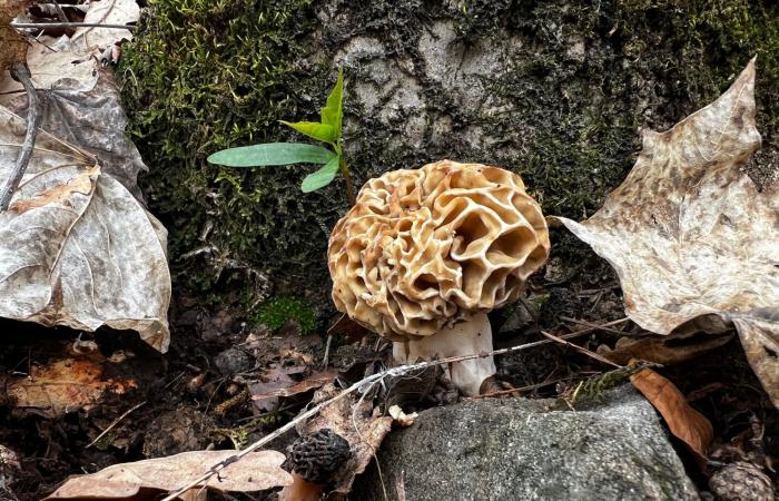 Alta Savoia: come raccogliere i funghi nel bosco?