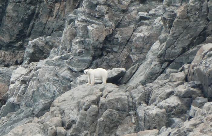 Crociera a Terranova e Labrador | Montagne e orsi