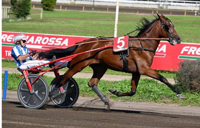 Galileo Grif, Goggia e Geiles Leben Home sotto i riflettori