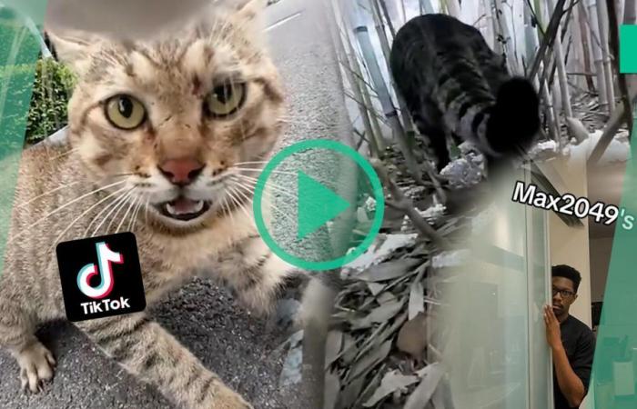 Su TikTok, questo gatto con una telecamera a bordo è il terrore del suo quartiere